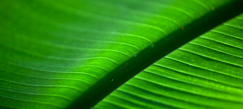 05 Botanical